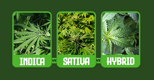 A Beginner’s Guide to Cannabis Strains: What’s the Difference Between Indica, Sativa, and Hybrids?